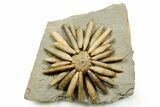 Jurassic Club Urchin (Asterocidaris) - Boulemane, Morocco #365363-1